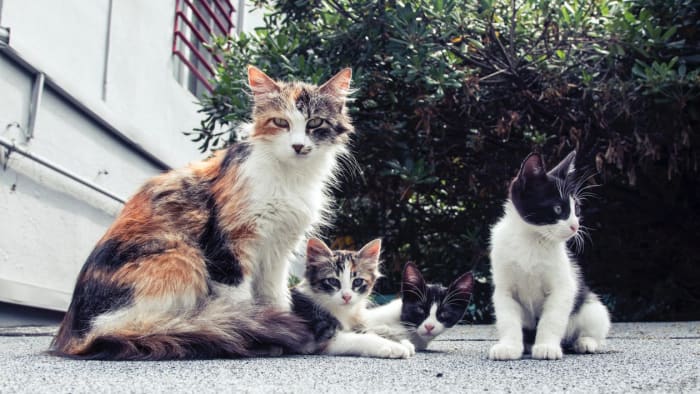 Spaying and neutering your cats not only prevents further contributing to cat overpopulation, but also greatly reduces your cat's risk of developing certain cancers.