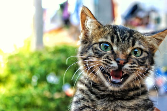 Feed a high-quality diet, free of byproducts, fillers, and artificial coloring and preservatives to help your cat live a long, healthy life.