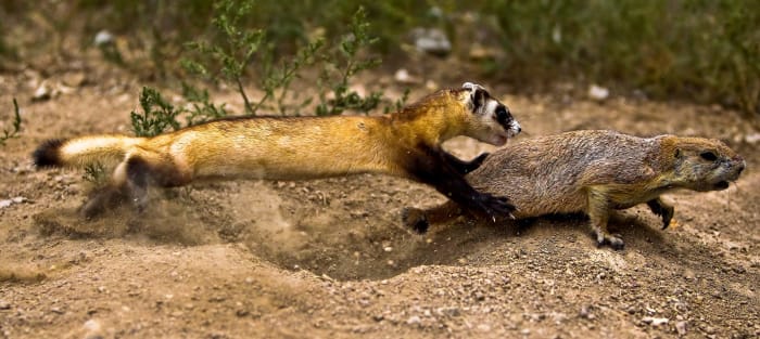A wild ferret catching its prey, a prairie dog, which is a biological relative of groundhogs, chipmunks, marmots and woodchucks. There are only five species of prairie dogs - black-tailed, white-tailed, Gunnison's, Utah and Mexican.