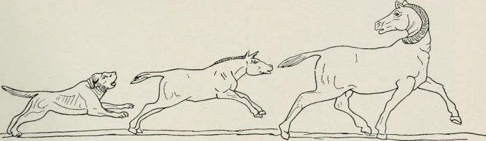 Dogs have been hunting companions for humans since the Stone Age. Back then, they probably shared in the hunters' spoils. They certainly didn't eat canned food!