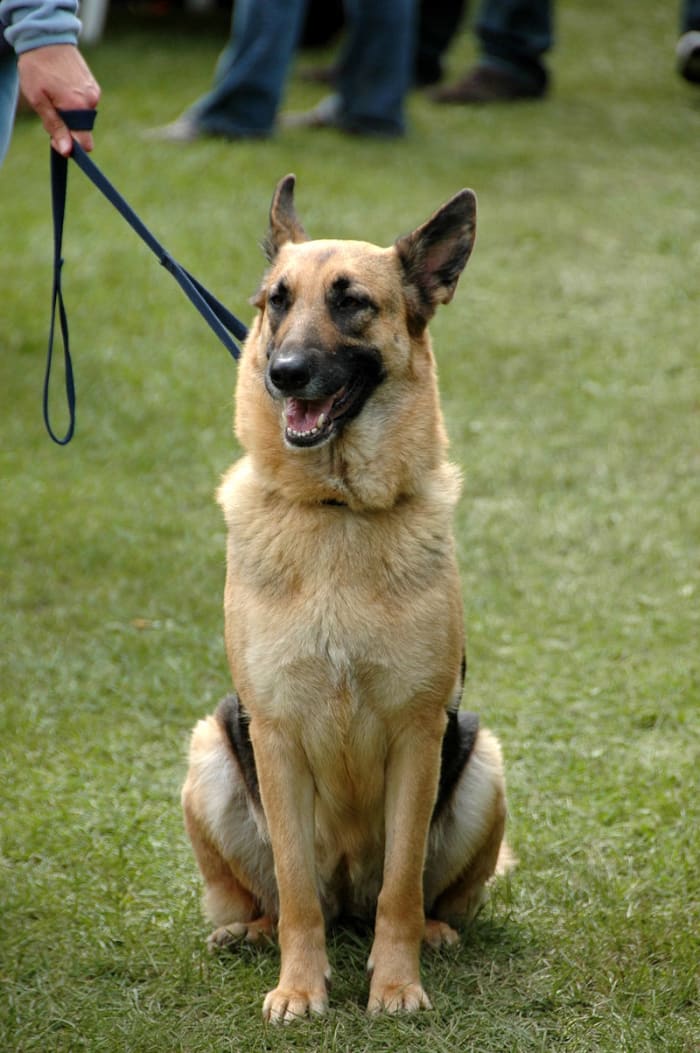Keeping your dog on a leash in public places is not only a legal requirement in most States, but a useful aid to safety and training