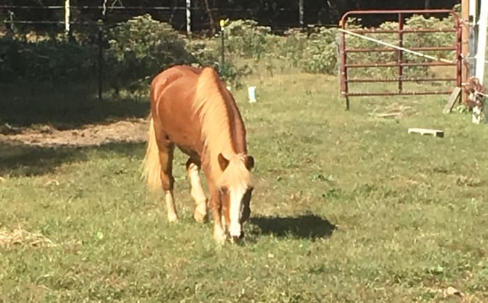 This precious little thing is Ginny. A pony I purchased for next to nothing to give pony rides on, unfortunately she couldn't hold up to it. Now she is a companion to another senior horse and a first grade kid that loves her!
