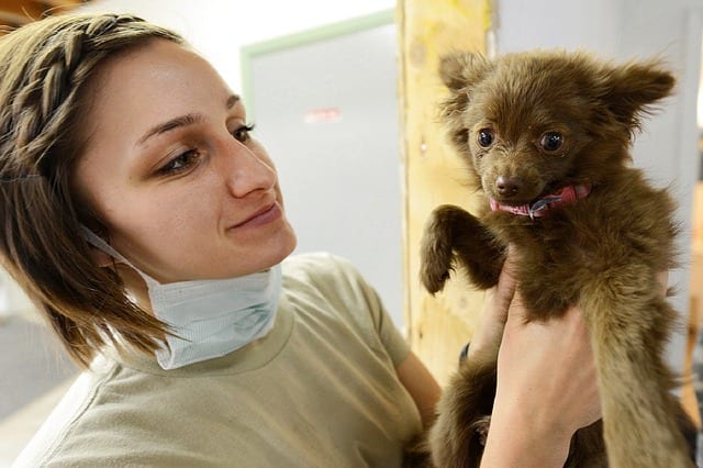 If your dog's skin and coat don't seem in good condition, and you know he's getting a full, nutritious diet, he made need supplements to get him back into good health. But always take him to the vet for a check-up before giving him anything