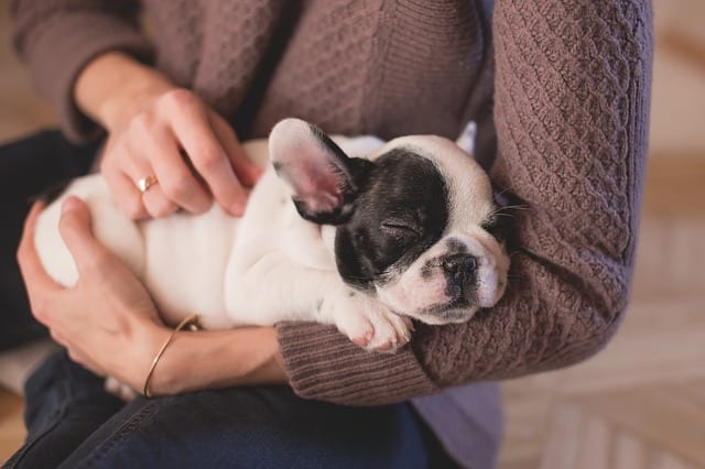 All dogs love being petted and stroked. When you're petting your dog, it's also an opportunity to check for any signs of ill-health, especially in the skin and coat. If his skin is flaky, sore, or dry, and if his fur lacks shine, take him to the vet