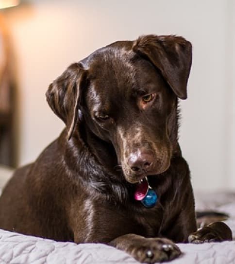Your dog needs a full, balanced diet and lots of exercise to keep his skin and coat healthy and shiny. Dietary supplements can help if he's out of condition, but shouldn't be a substitute for proper care