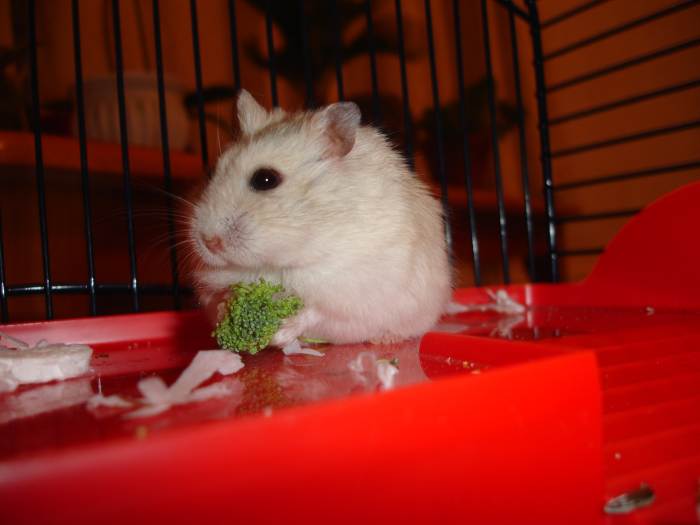Hamster eating broccoli