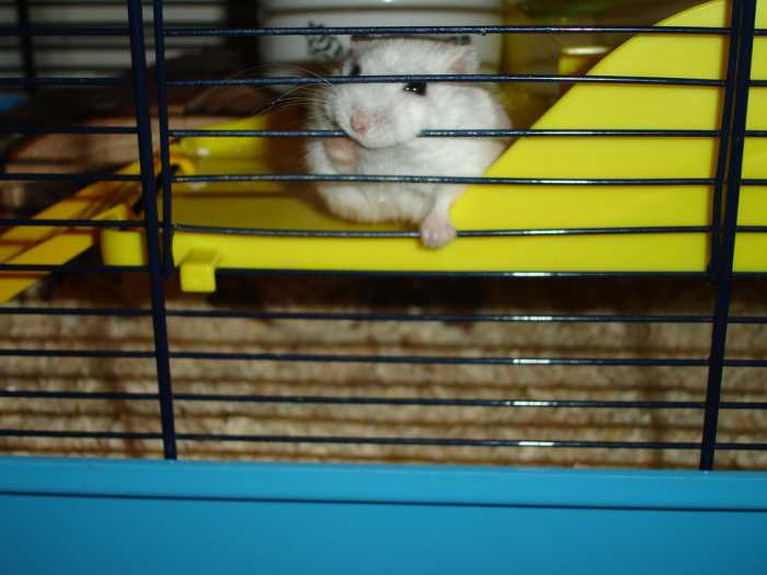 Is cage bar gnawing a sign of stress? It's a common habit in captive hamsters.
