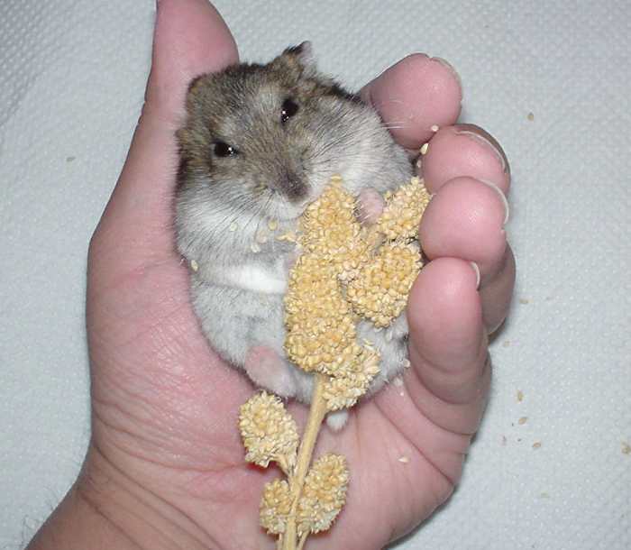 Hamster with millet spray.
