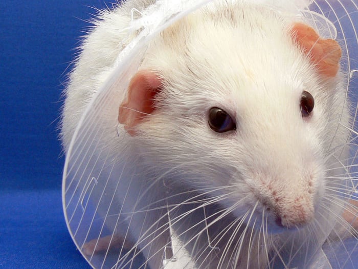 Every pet is different; always consult with your veterinarian about individualized care for your pet.