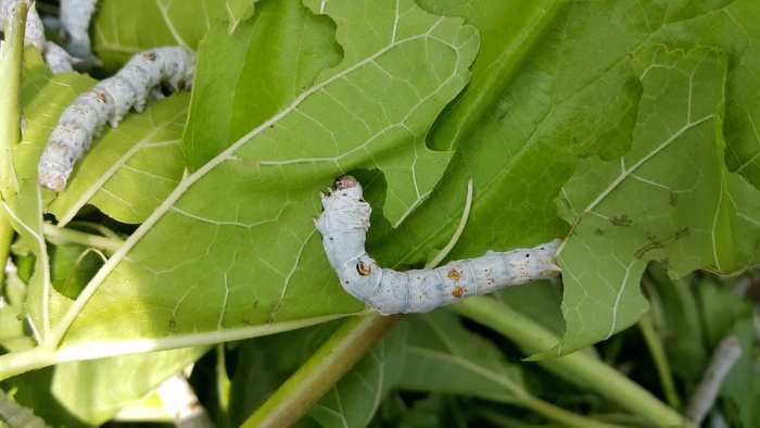 Make sure you have a good source to provide you with a fresh supply of mulberry leaves every day. If you already have a tree, that's perfect.