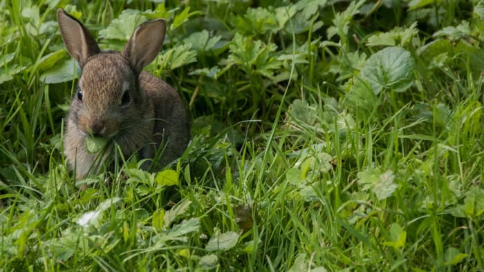 Some owners create a garden that allows their rabbit to feed on a variety of edible plants. This is fantastic, since rabbits are grazing animals and they get exercise.