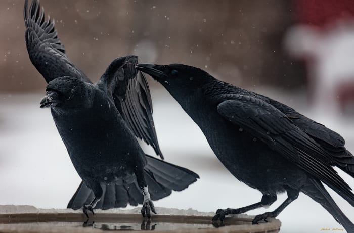 Even the beautiful, jet-black crows have been dropping in for water. Before we put out our heated birdbath, they never landed in our yard. Many people don't like crows, but we find them to be intelligent, beautiful birds.