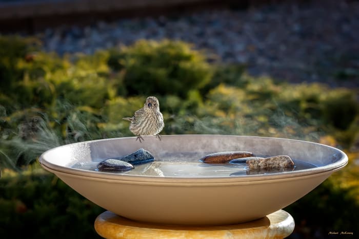 As you can see, I place a few rocks in the birdbath for the smaller birds, in case we allow the water level to drop. After seeing this tiny bird looking around, I went out an added water but she eventually stepped out onto the rocks.