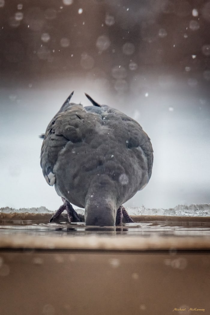 A white-wing dove dips its whole head into the fresh water available in our heated birdbath. Unlike most other birds, they don’t have to hold their head up in order to swallow water.