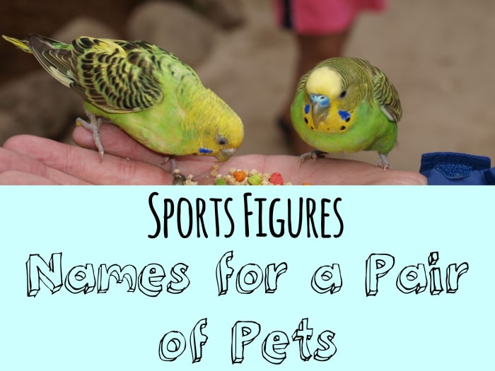 500+ Cute and Clever Names for Pairs of Pets - PetHelpful - By fellow