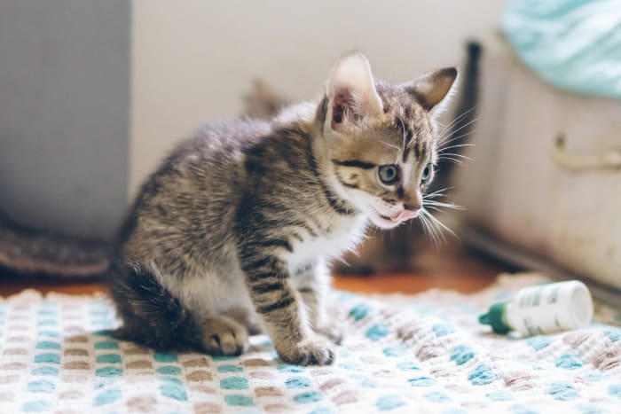 Váš veterinář nebo útulek veterinář může předepsat antibiotika, v závislosti na závažnosti.