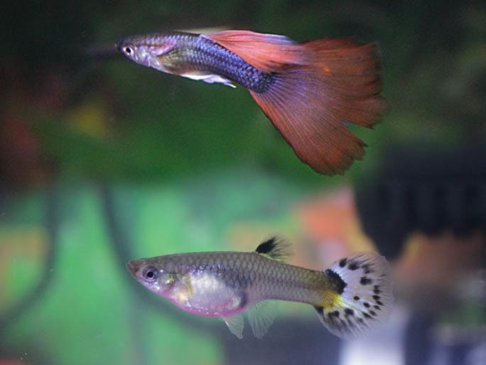 The genders are easy to tell apart. The male (top) is smaller and more colourful. The female is larger and more bulky.