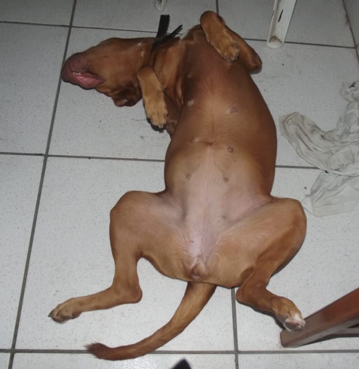 This is how I see my dog.