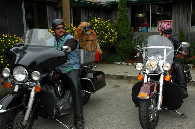 Riding your motorcycle with a larger dog can be difficult at times.