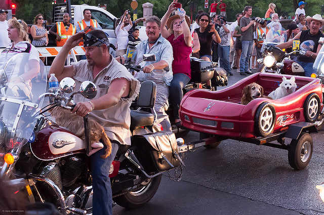 If you use a sidecar or can pull a trailer, some dogs are a lot more comfortable.