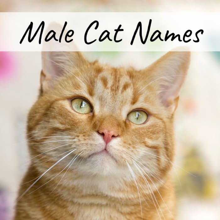 400+ Cat Names: Ideas for Male and Female Cats - PetHelpful - By fellow ...