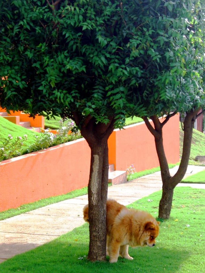 A Dog Peeing in Your Yard May Be Killing it