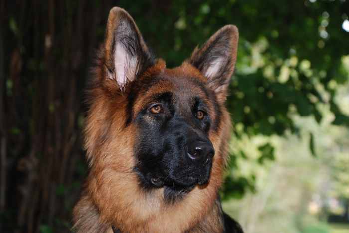There's lots to consider when clicker training your dog!