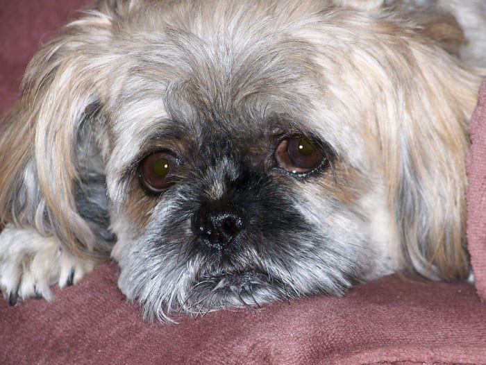 Concerns about adverse reactions to vaccinations have caused people to turn to titre testing to determine if their dog needs an annual booster