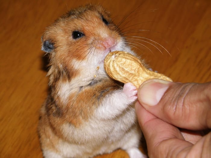 causas de morte de animais de estimação em...hamsters