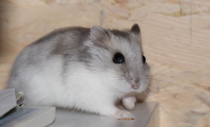 Winter white hamster