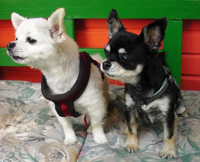 how-to-stop-your-dog-from-barking-in-a-hotel-room