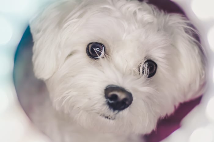 A dog's understanding of the world around itself is very much determined by its sense of smell.
