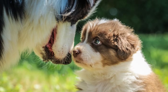 During the socialization process, a puppy develops recognition and understanding for how to interact with its environment.