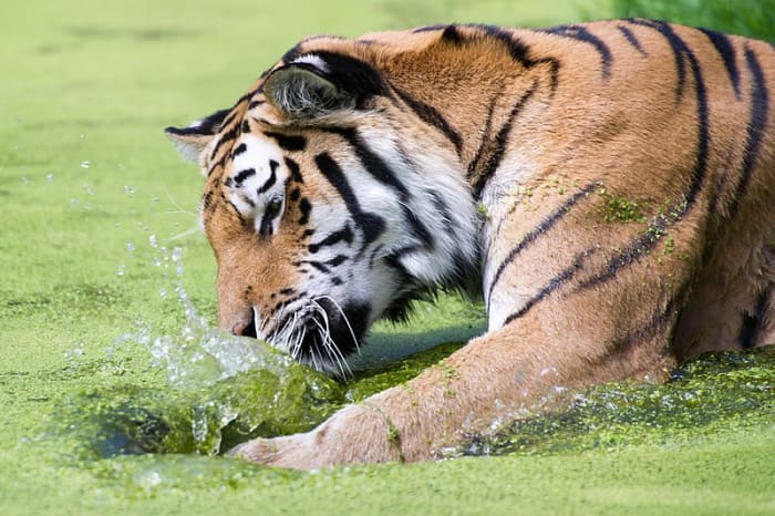 Tiger Names for Striped Cats