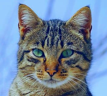 Tabby Cat Names