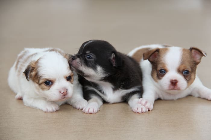Whatever you choose to name your puppy, you will be using that name for the next 10-15 years