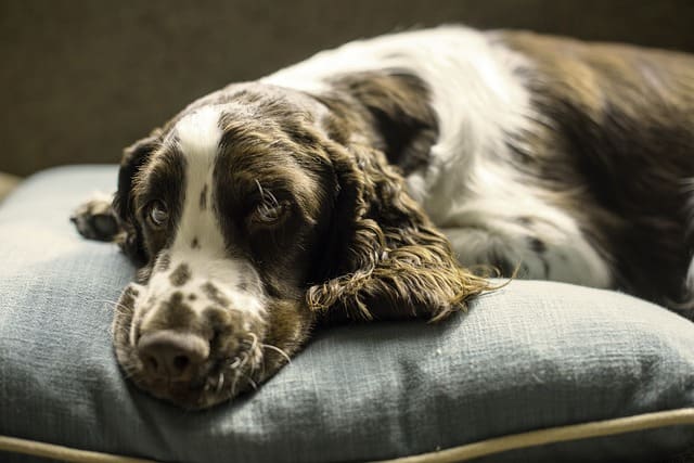 How to say no to a dog who loves to sleep on your bed?