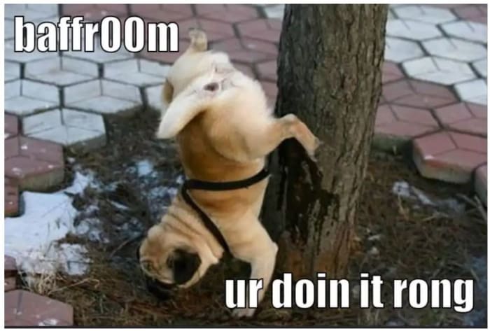 crash-course-on-dog-peeing-positions-and-what-they-mean