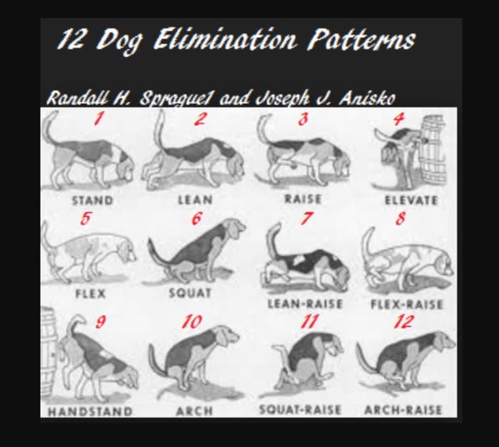 crash-course-on-dog-peeing-positions-and-what-they-mean