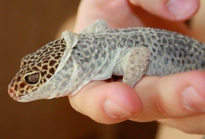 While leopard geckos shed like all other reptiles, their sheds are inconsistently timed. They also eat their shed, so you may notice your gecko not eating during or after a shed.