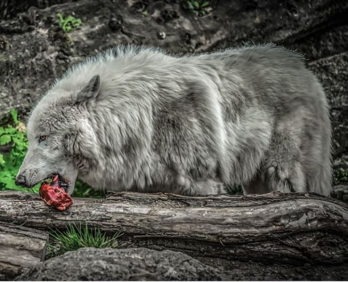 Raw diets are inspired by what wolves used to eat in the wild, yet wolves are not dogs.