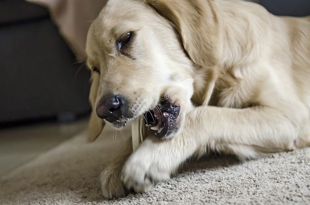 Raw and cooked bones are a potential cause for fractured teeth.