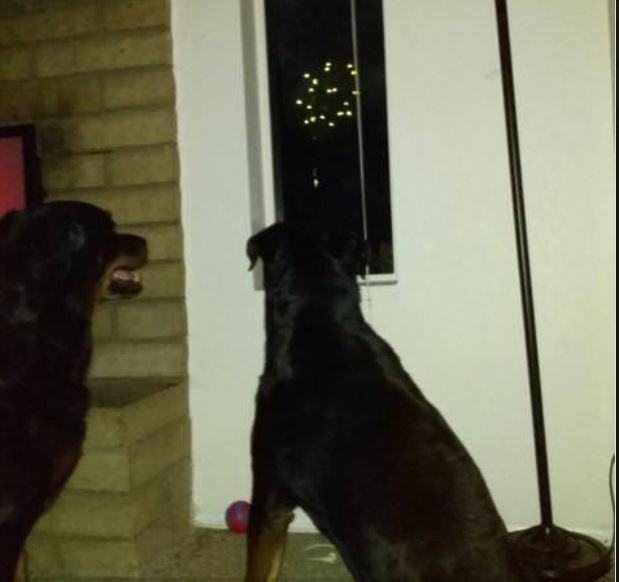 My dogs watching a Fourth of July firework display