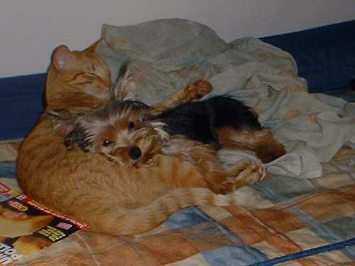 Many terriers do not get along with cats but of course there are exceptions.