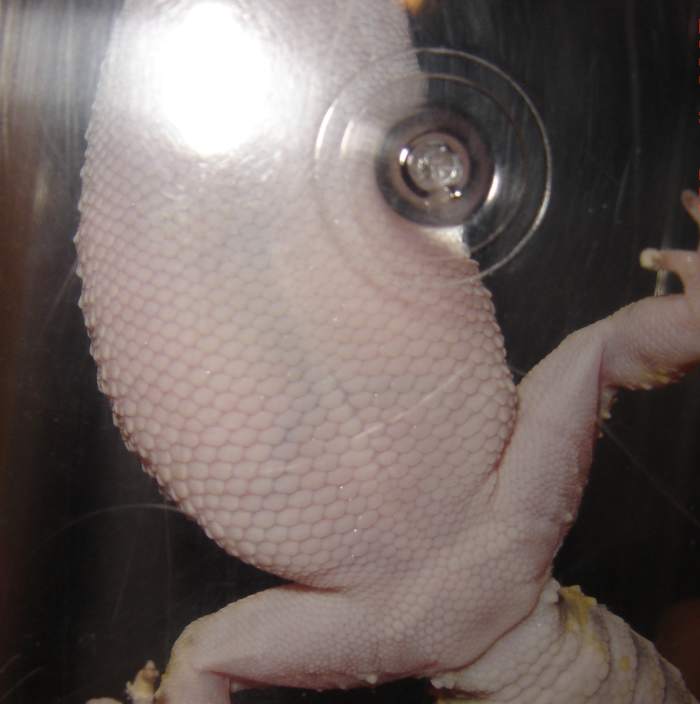 Tips for Sexing and Breeding Leopard Geckos PetHelpful