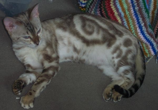 Perfect example of the cinnomon buns that can appear on classic tabbies (this is considered a fault in Bengals.)