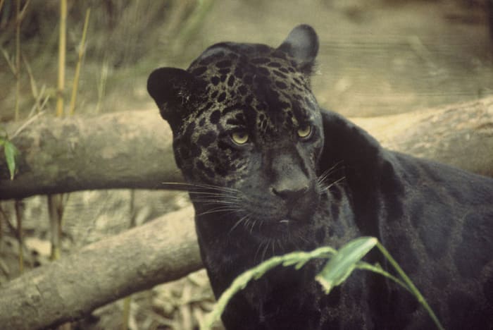 The Melanistic gene is particularly stunning in jaguars where it causes a black coat with darker black spots.