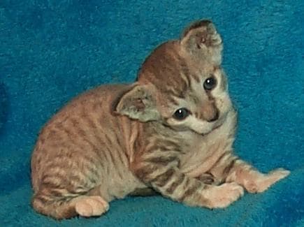 Blue Tabby Devon - Squint your eyes real hard and imagine he's huge, then he might somewhat resemble a Maltese Tiger!