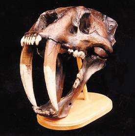 Sabre toothed cats have evolved, gone extinct, and evolved again many times. Some think they may be on their way back.