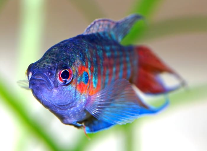 Male Paradise fish (Macropodus opercularis). Copyright André Karwath, licensed under the Creative Commons Attribution-Share Alike 2.5 Generic license.